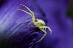 Menace à bras ouverts ©Jean-François Laigre