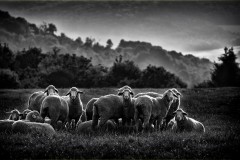 Moutons, tôt le matin ©Catherine Lefort