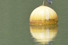 Oiseau aquatique ©Bernard Ginther