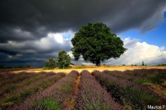 Orage ©Maurice Fordoxel
