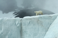 Ours polaire ©Daniel Pernet