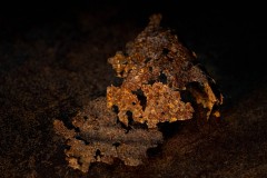 HEIMLICH-Joelle-Rouille