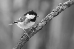 LEMAIRE-Serbe-Mesange-noire.en-noir-et-blanc