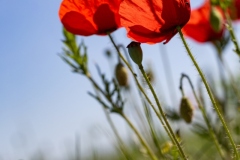 SCHENK_Francoise-Gentils_coquelicots
