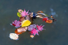 HUBERT-Sylvie-Palette-dautomne