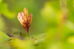 Solitaire ©Serge Lemaire