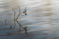 Branche d'aulne immergée ©Serge Lemaire