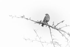 L'accenteur mouchet @Serge Lemaire