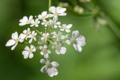 RM_Anthriscus-sylvestris-Cerfeuil-sauvage