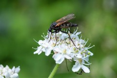 RM_Tolmerus-atricapillus-F