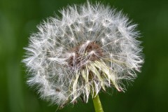 RM_pissenlit